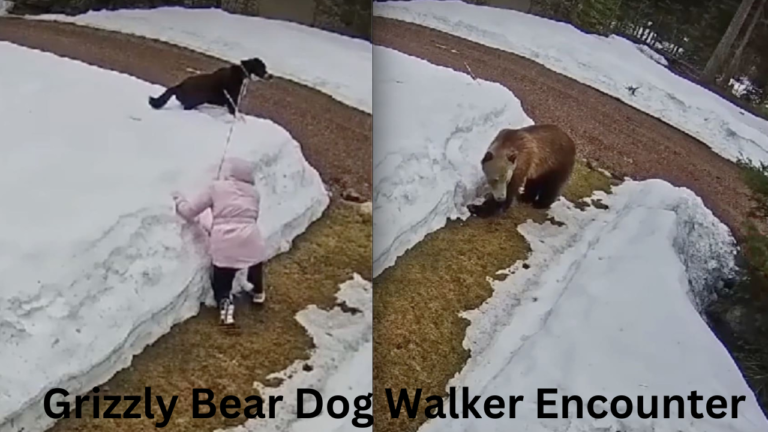Grizzly Bear Dog Walker Encounter