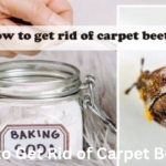 How to Get Rid of Carpet Beetles