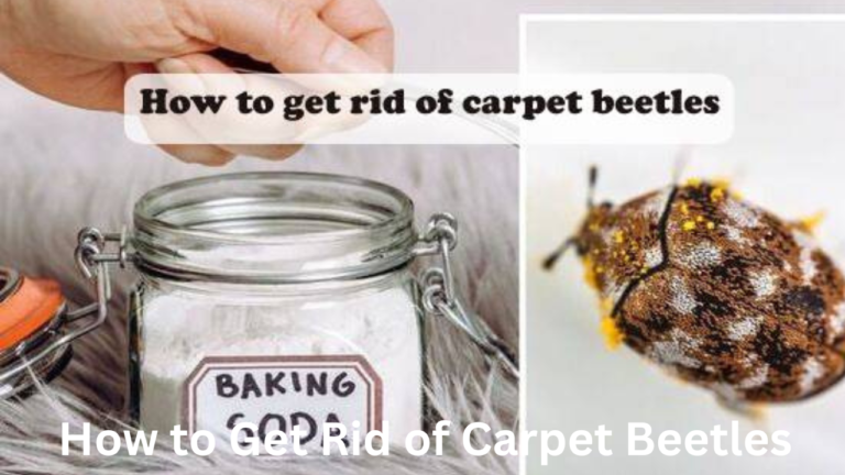 How to Get Rid of Carpet Beetles